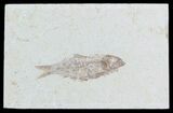 Knightia Fossil Fish - Wyoming #55330-1